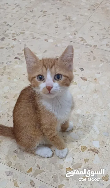 قطط للتبني