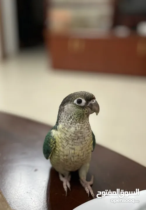 Green Cheek Conure Parrot