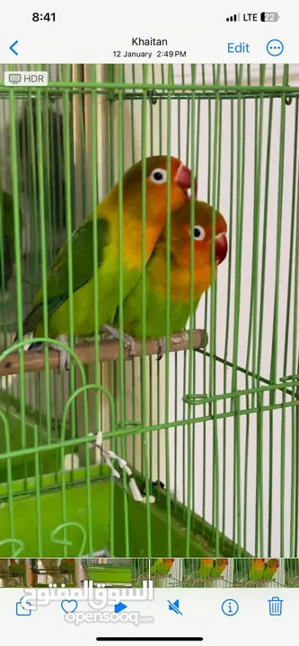 Beautifull Parrots For Sale