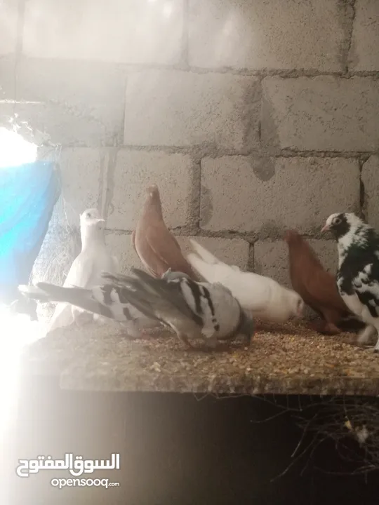 طيور حجل ابيض حمام انواع دجاج الماني وفارسي للبيع او البدل على طيور معاكيف