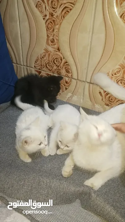5 قطط شيرازي للبيع مع الام