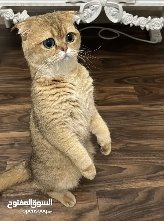 Scottish Fold Shorthair Kittens - سكوتش فولد شورت هير