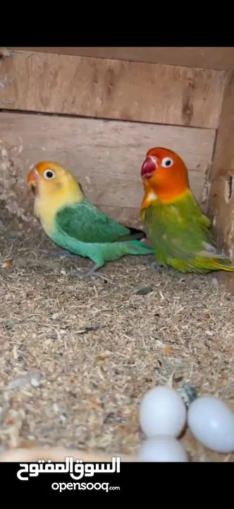 love birds and fischers opaline breeding pair