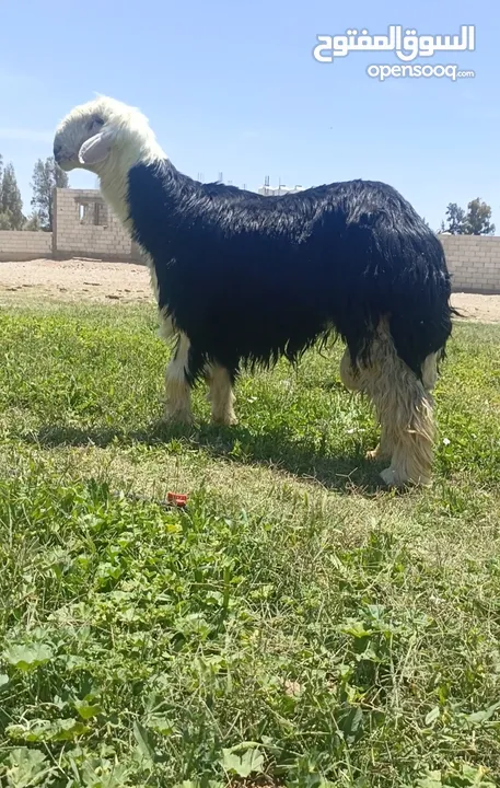ثلث نجد وخروف توووب