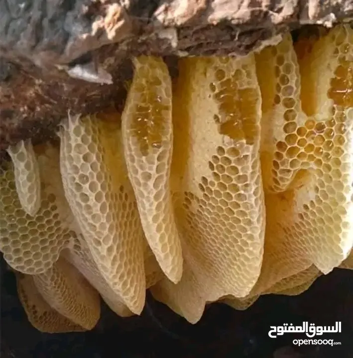 يوجد عسل نحل من شمال سيناء طبيعي