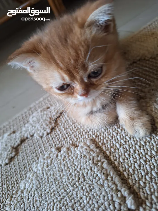 kittens for sale 60 days old    Scottish.