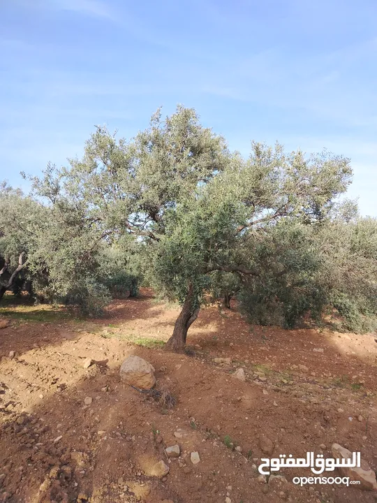 مزرعة زيتون ملوكية اطلالة ع الغرب و جبال فلسطين ع ثلاث شوراع قرب شارع الستين ثغرة السلطان