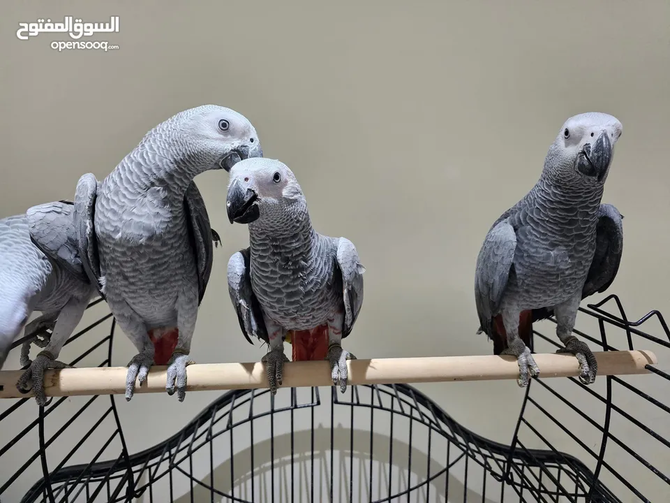 Talking African Grey Parrots