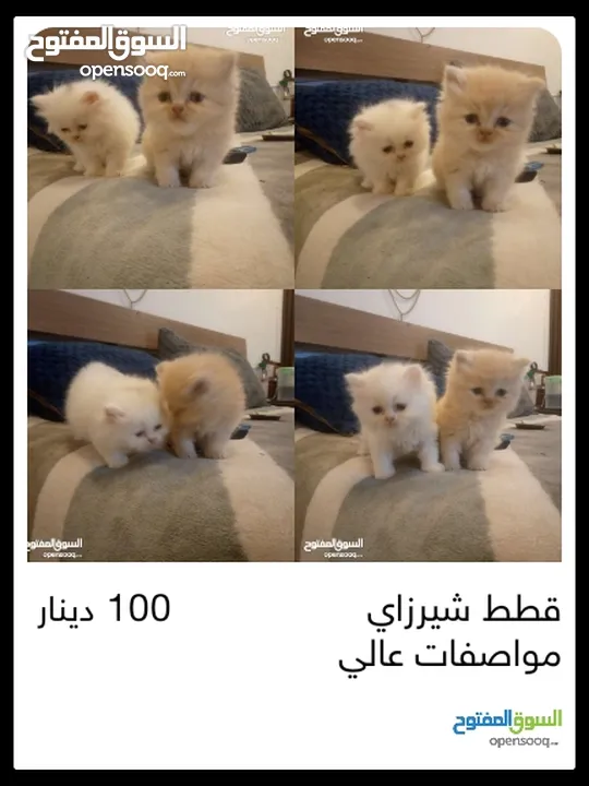 قطط شيرازي للبيع Persian cats for sale