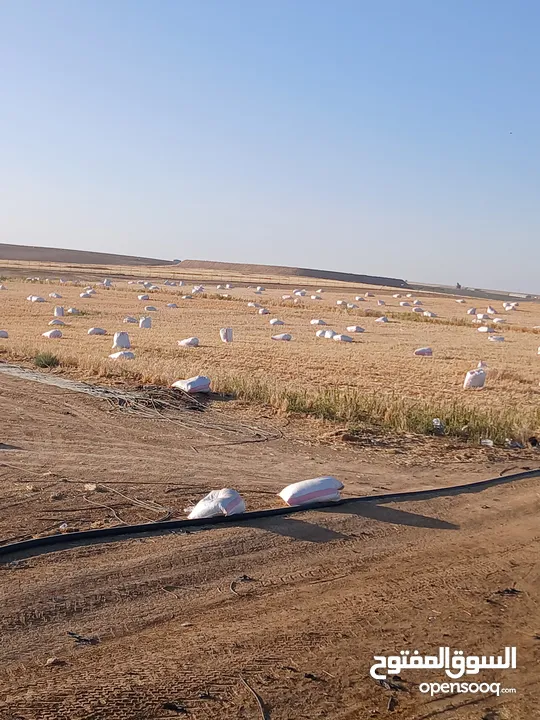 تبن قمح للبيع عترابو