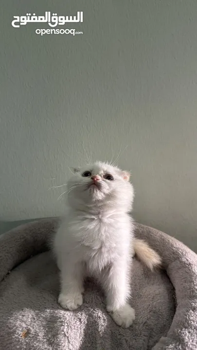 Scottish fold female  انثى سكوتش فولد