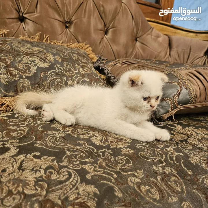 قطط راغدول مكس سكوتش