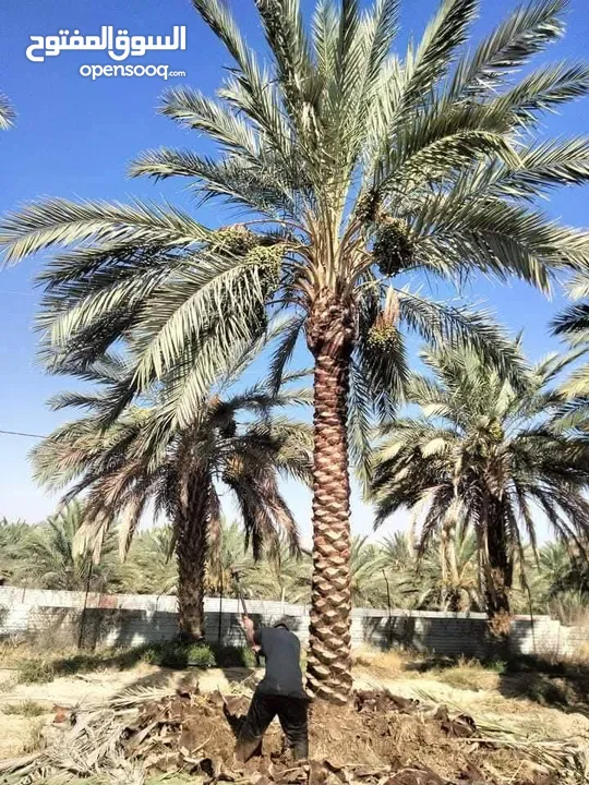 نخل مثمر جميع الارتفاعات