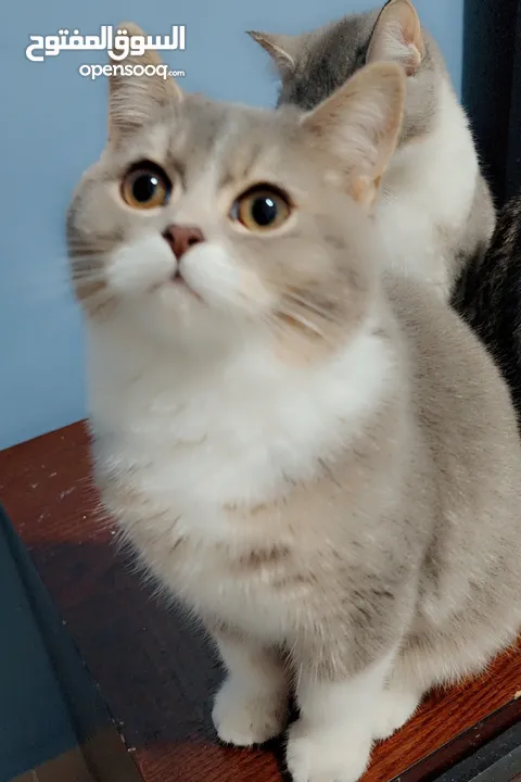 Available kittens for sale high quality breed Cats (Silver British breed & Scottish straight breed.)