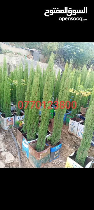 جميع انواع الاشجار الزينه والمثمره بأفضل الاسعار