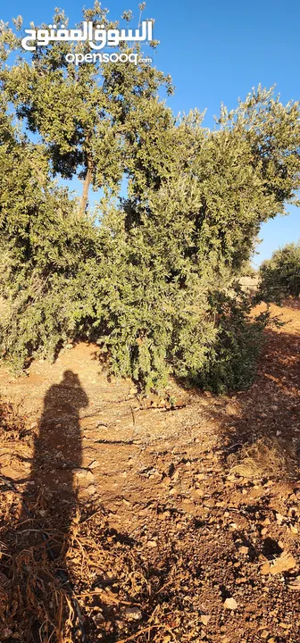 جرش جبا  مقابل ثغرة عصفور
