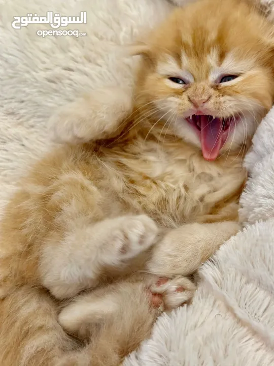 Scottish Fold Chinchilla male kittens