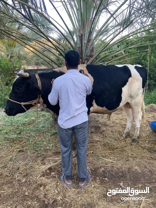 ثور راهي  وهادي تواصل مع هذا الرقم