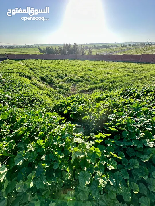 ارض للبيع على شارعين طريق المطار مع سور مجاني جلول 6 كم من جسر المطار من المالك مباشرة