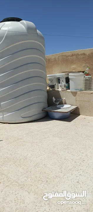 متاح 3جواز جوز لهوارت قراقطه وجوز يهوديات تركيب جديد وفي جواز بلجيكي زرزور عل بلجيكي