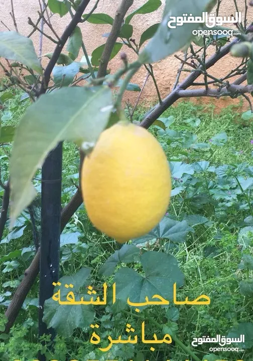 شقه مفروشه قريبه من جميع الخدمات مقابل مخابز الحوري
