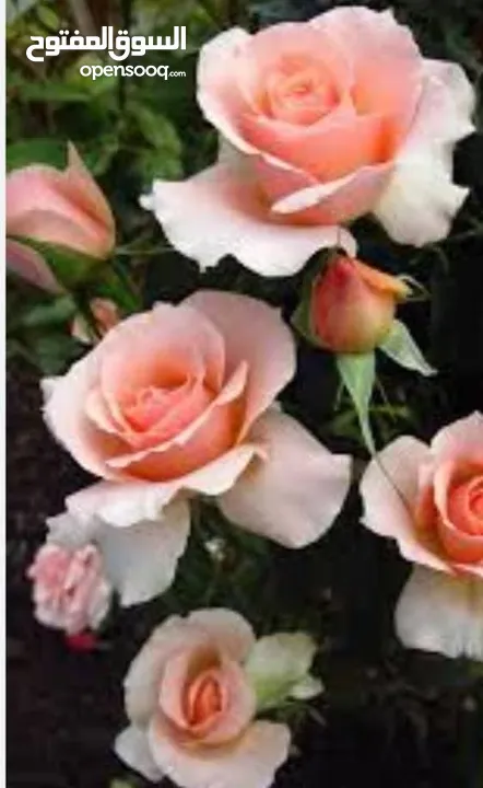 كريم ( مزيل عرق )