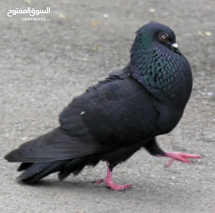 حمام للبيع بسعر مناسب جدا نار
