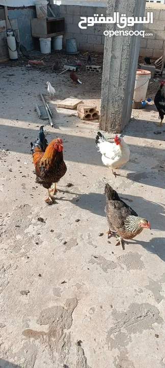 دجاج للبيع