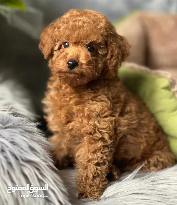 korean toy poodle T_cup now in Jordan كورين توي بودل تيكب