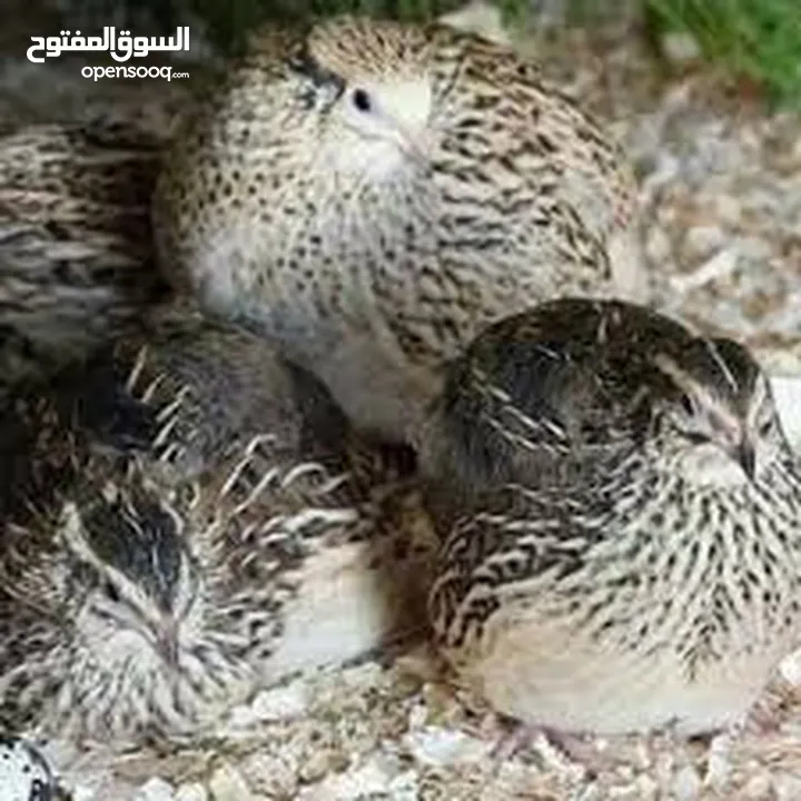 طائر السمان بياض