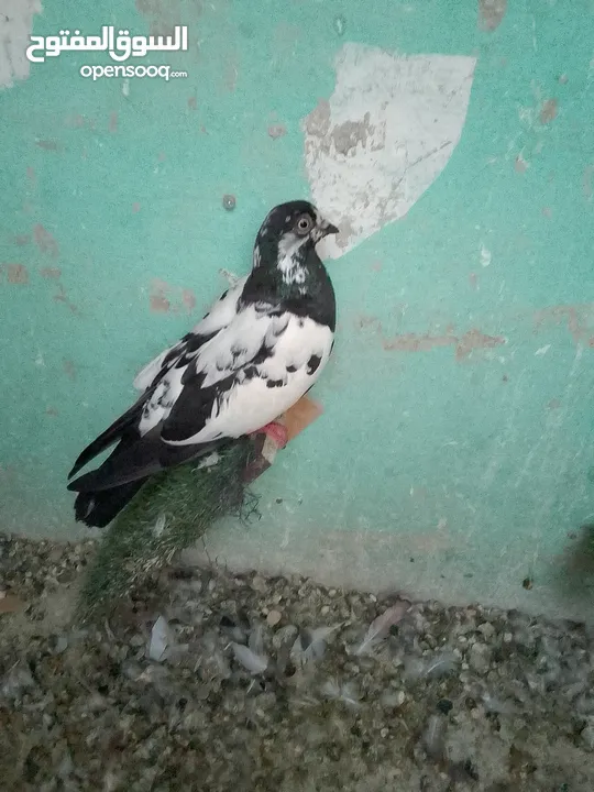 جبل جوفه حي ام تينه
