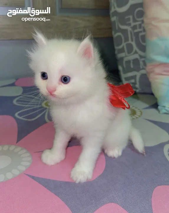 Persian kitten