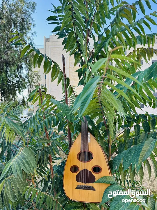 عود عراقي للبيع