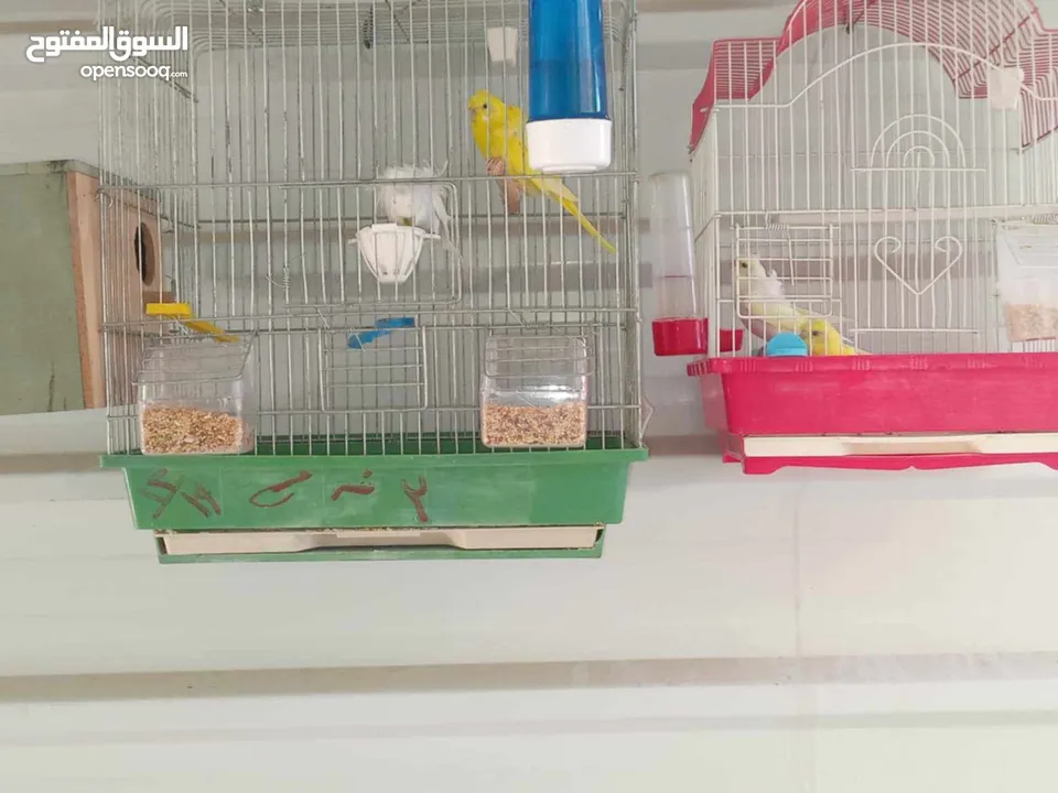 عصافير للبيع ما شاء الله الله يبارك لصاحب النصيب ويطرحله البركه يارب فيهم يارب