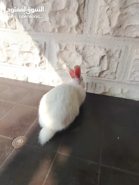 أرانب ذكور للبيع