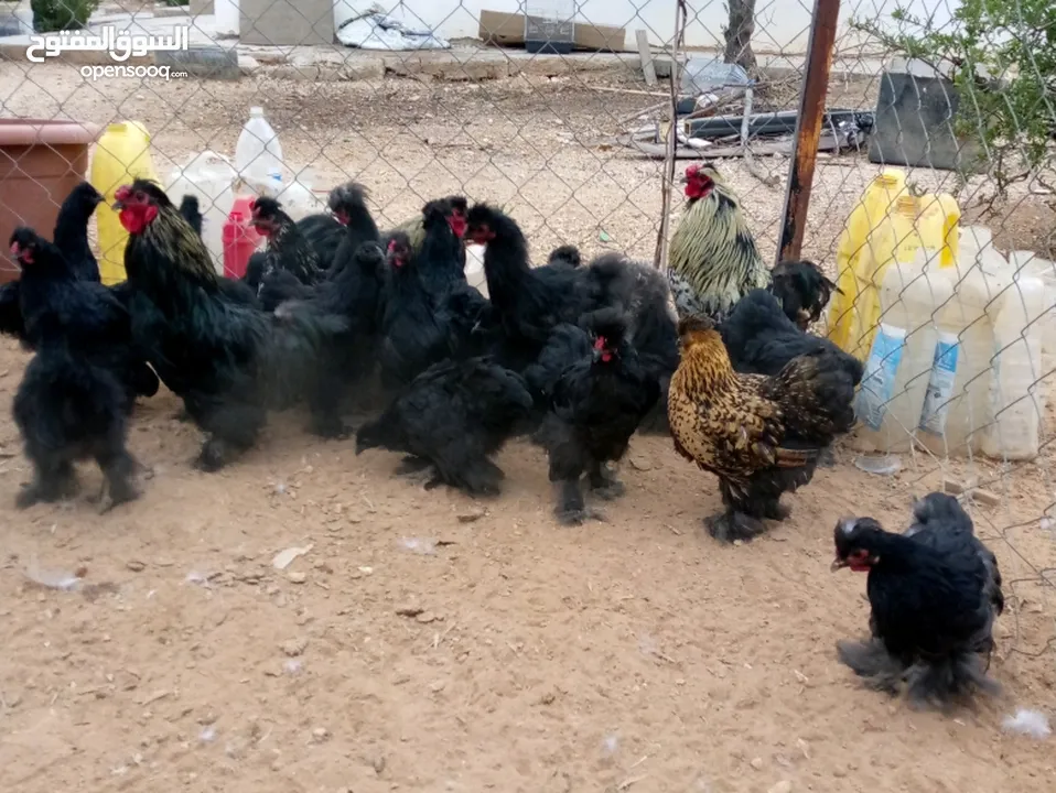 وز سوبر جامبو وجاج كوشن ومصوف