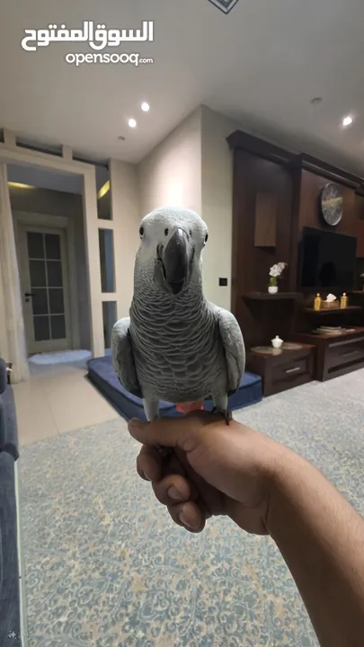 بسم الله الرحمن الرحيم    كاسكو لون ثلجي للبيع اقرء الوصف