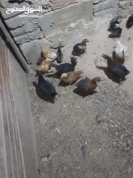 صيصان بلدي للبيع