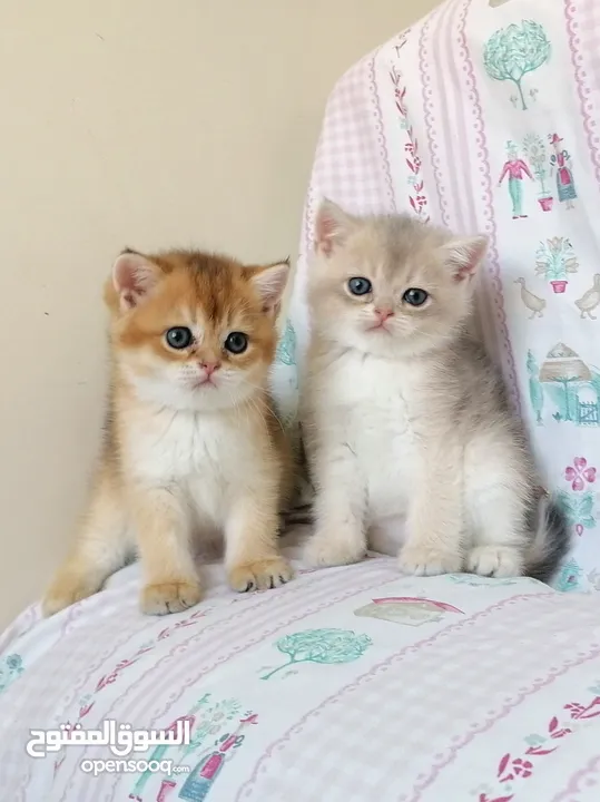 سكوتش فولد وسكوتش ستريت جولدن للبيع