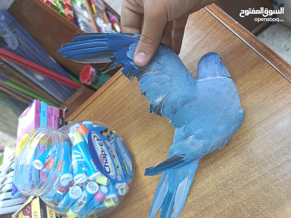 ببغاء دره لون ازرق طفره