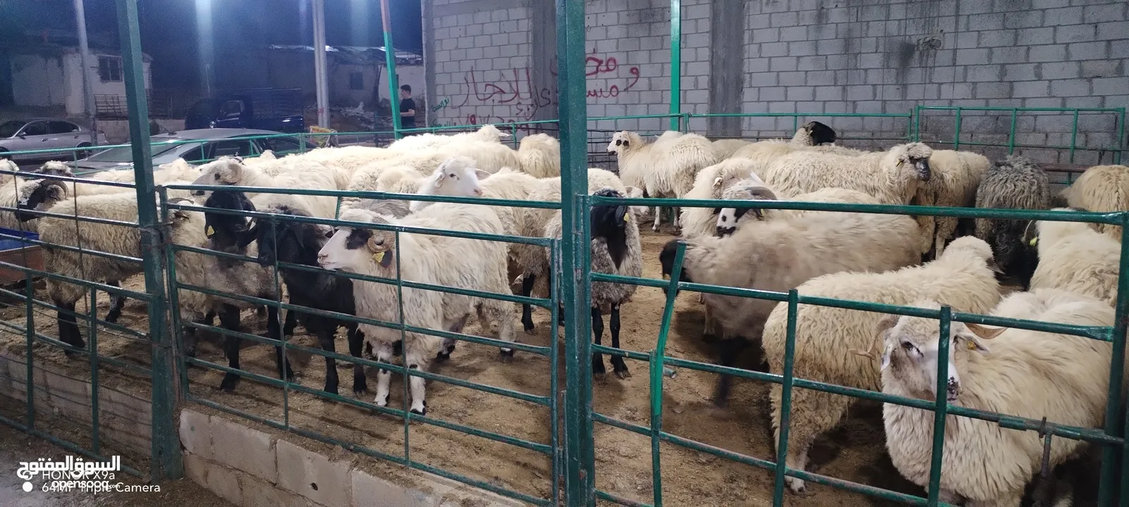 خرفان روماني