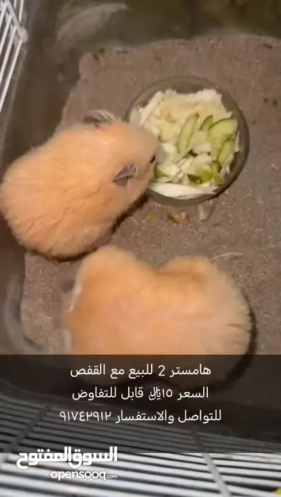 هامستر 2 للبيع مع القفص