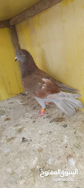 الحمام البيع في السلط