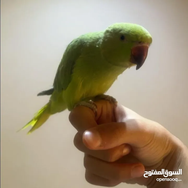 ببغاء الدرة