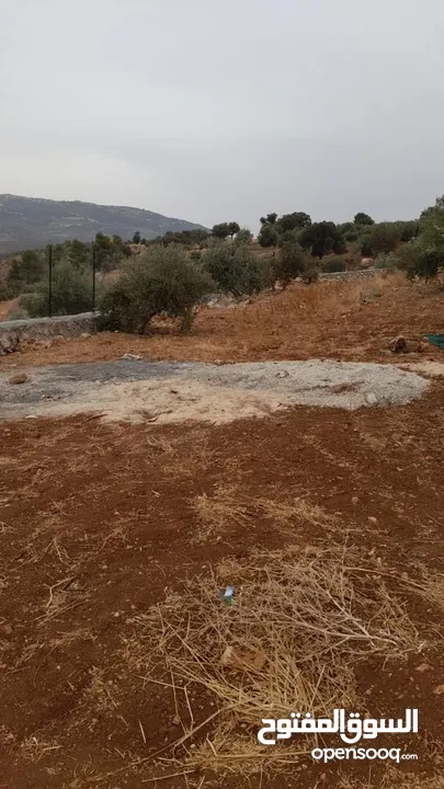 أرض زراعية مجهزة بالكامل عالية و مشرفة مزروعة زيتون مثمر و أشجار واصل جميع الخدمات