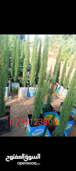 جميع انواع الاشجار الزينه والمثمره بأفضل الاسعار
