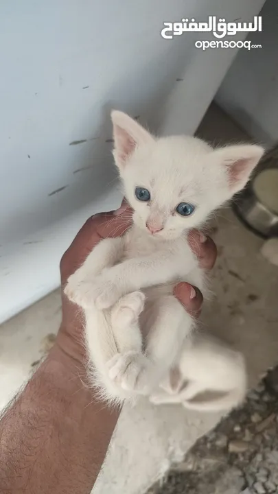kitten 1month aged