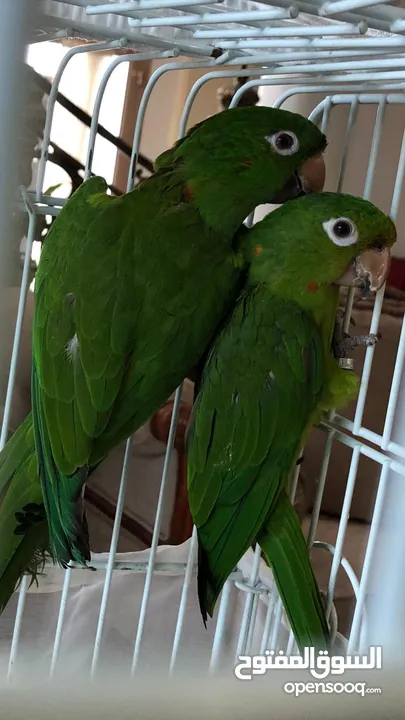 White Eyed Conure for sale