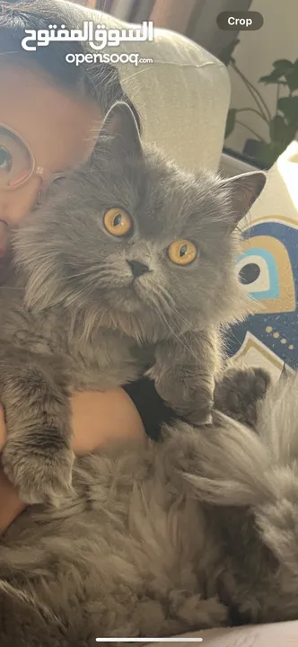 مكافأة مالية لمن يجد قطة ضائعة بريتيش 3 سنوات شعر طويل (ميمي) في رجم عميش
