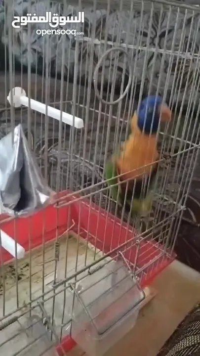 لوري و كروان الفين للبيع اربد